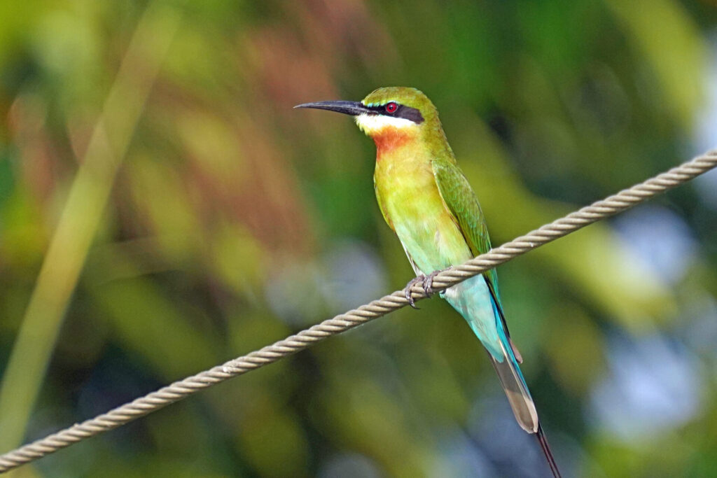 60_indien_kumarakom_tag3_dsc00499