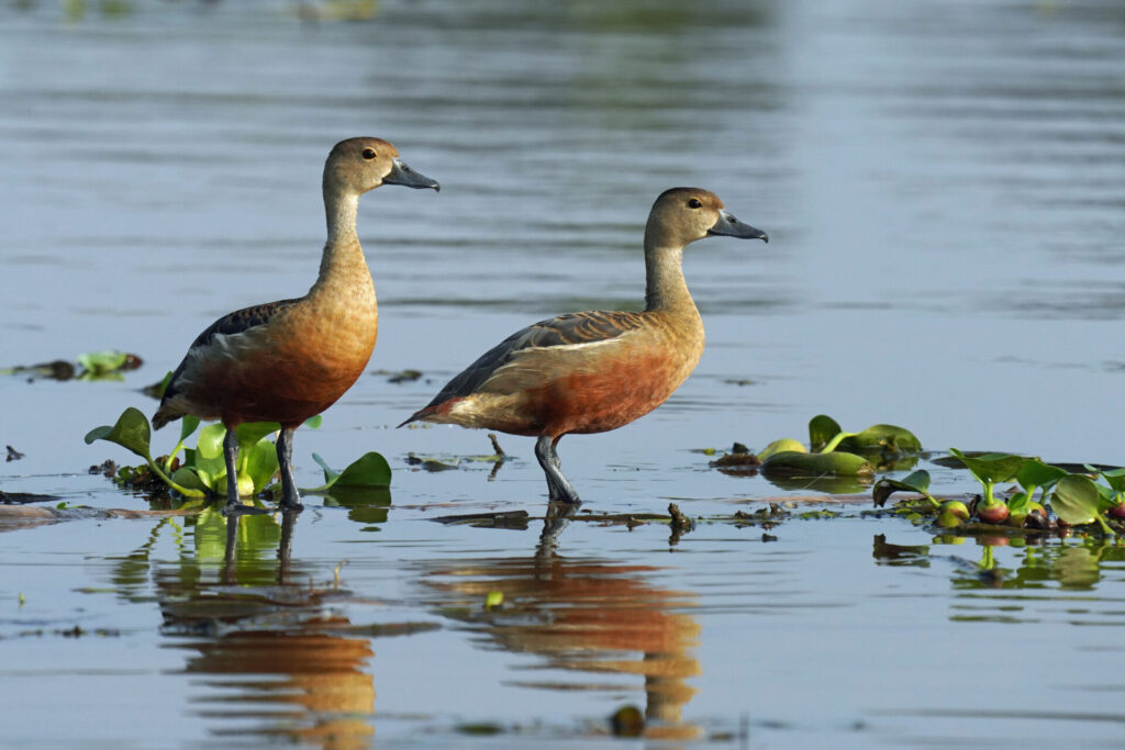 60_indien_kumarakom_tag3_dsc00538