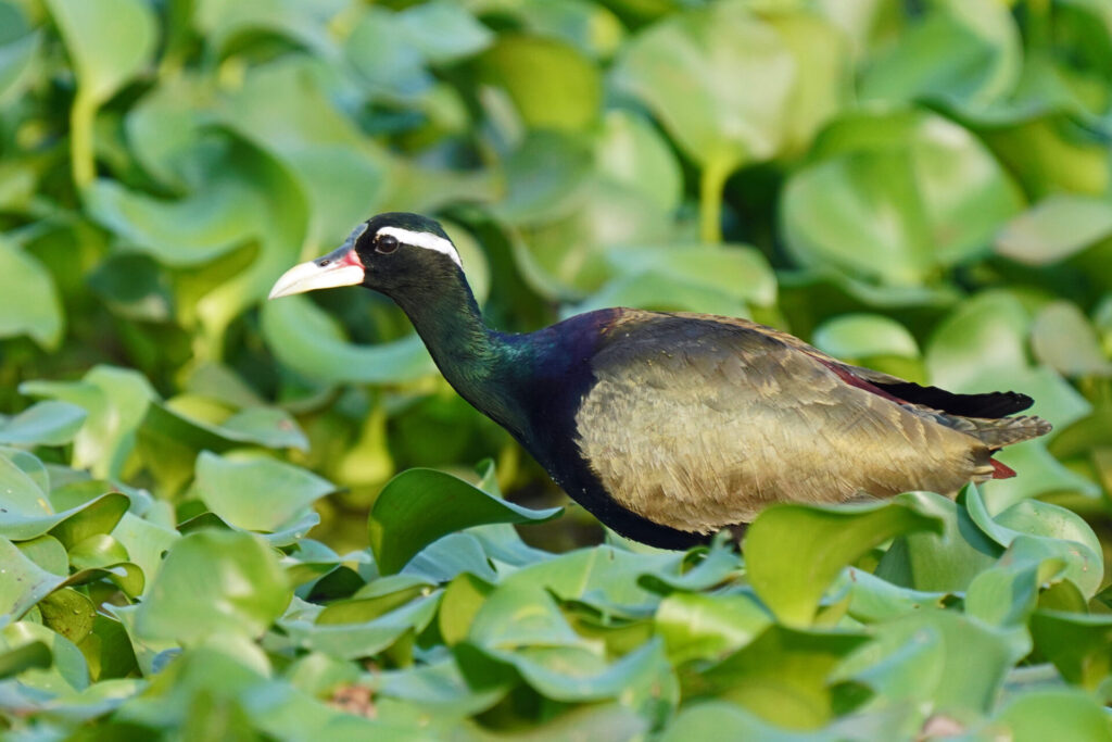 60_indien_kumarakom_tag3_dsc00579