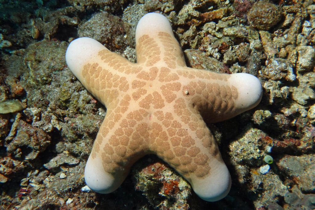 70_bali_tulamben_coral-garden_dsc00832