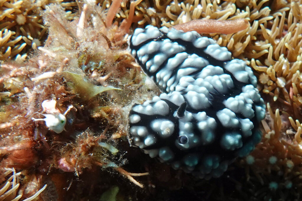 70_bali_tulamben_coral-garden_dsc00834