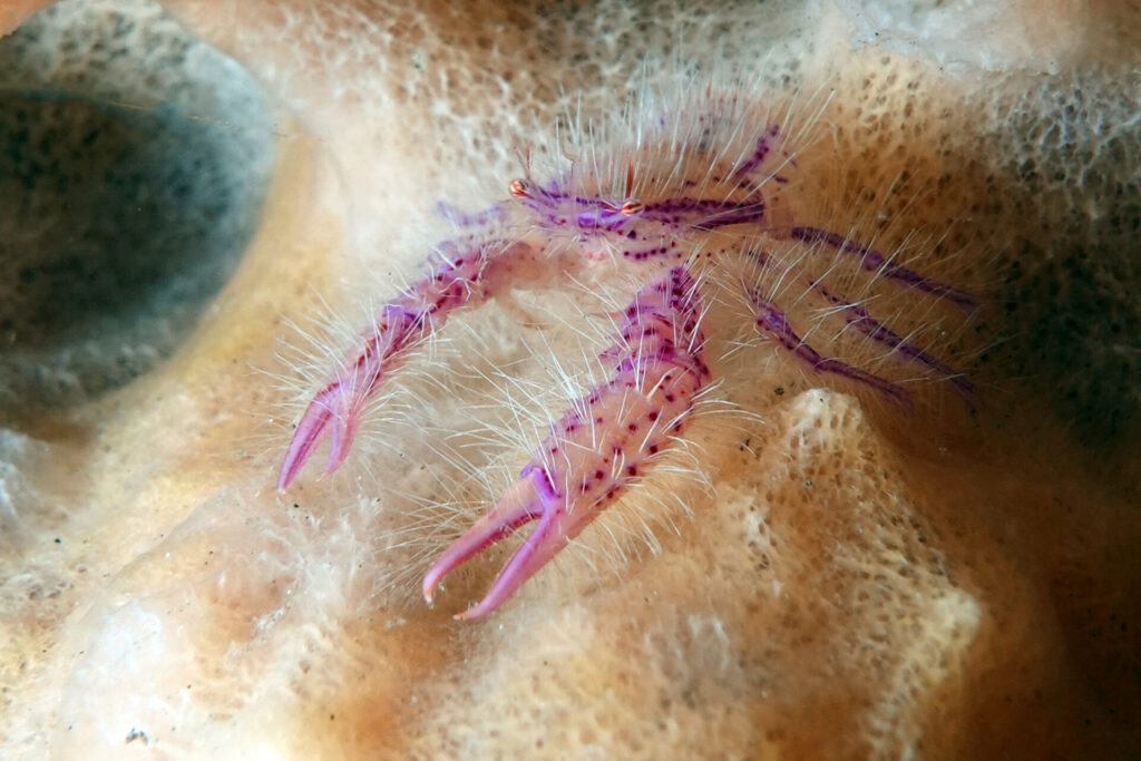 Hairy Squat Lobster am Tauchplatz Cola Garden bei Tulamben auf Bali
