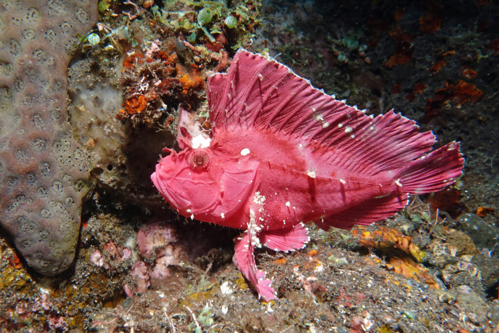Schaukelfisch am Tauchplatz Coral Garden bei Tulamben auf Bali