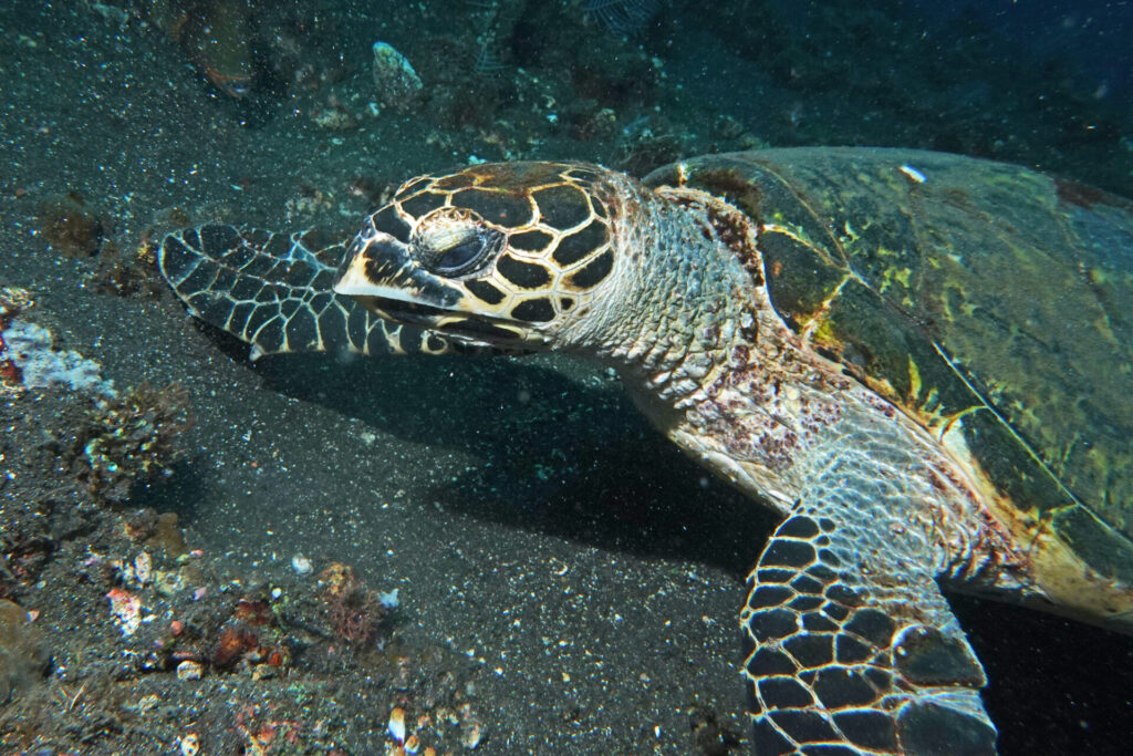 70_bali_tulamben_coral-garden_dsc00856