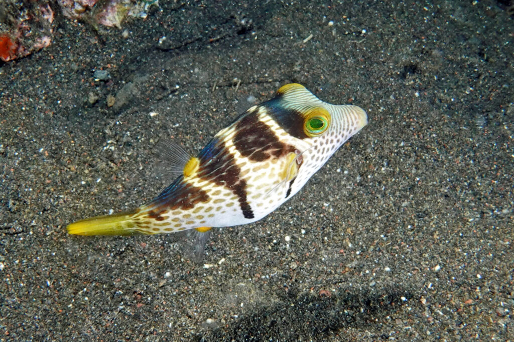 70_bali_tulamben_coral-garden_dsc00869