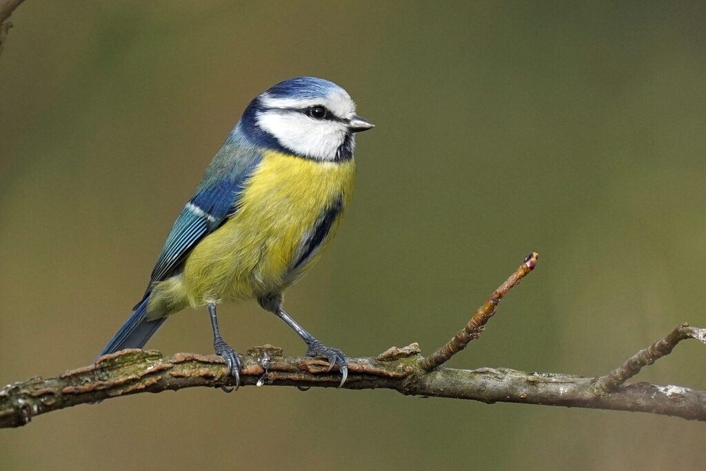 Blaumeise bei der Vogelbeobachtung in unserem Garten in Homburg im Saarland