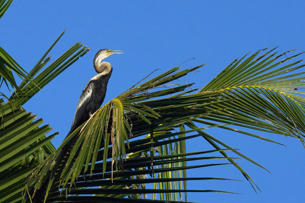 70_indien_kumarakom_tag4_dsc00920