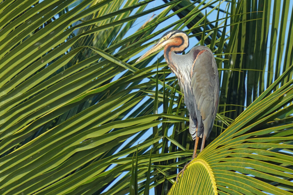 70_indien_kumarakom_tag4_dsc00930