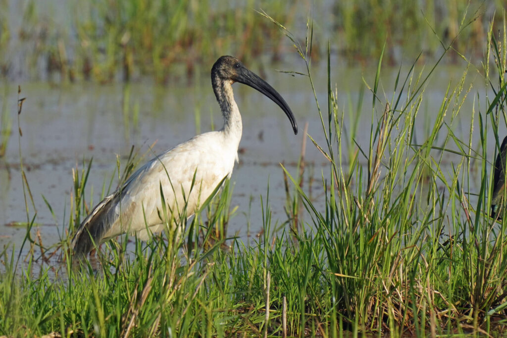 70_indien_kumarakom_tag4_dsc00949