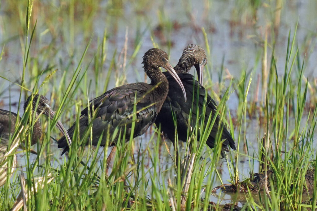 70_indien_kumarakom_tag4_dsc00965