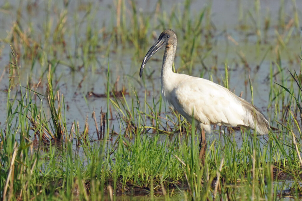 70_indien_kumarakom_tag4_dsc01055