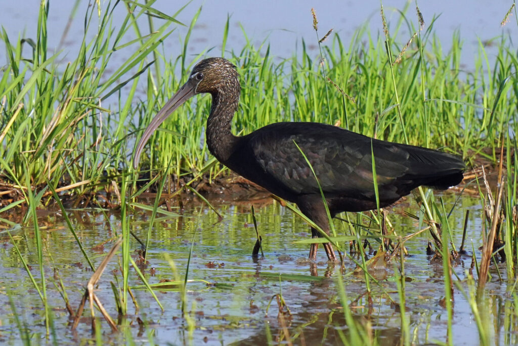 70_indien_kumarakom_tag4_dsc01077