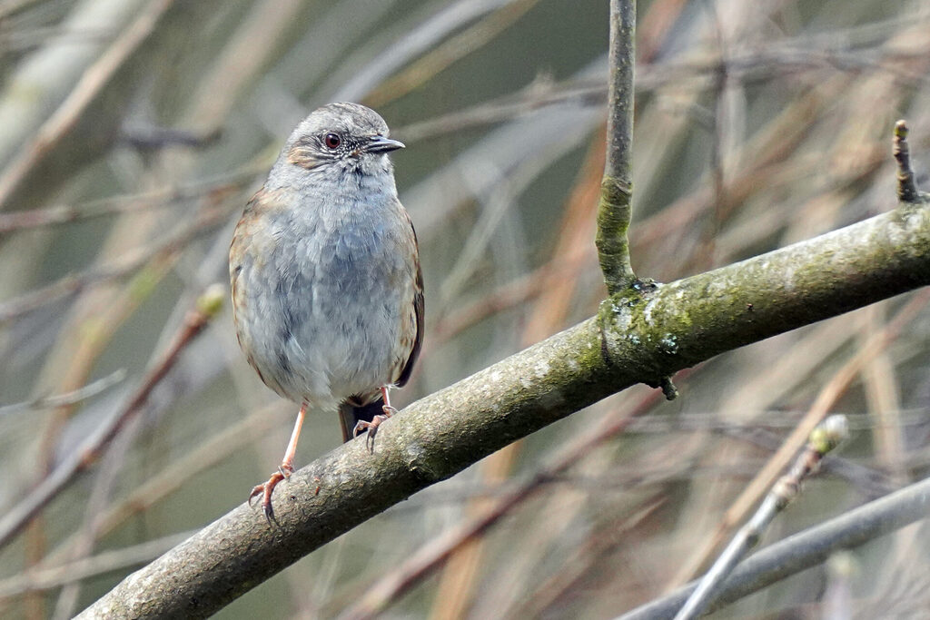 Heckenbraunelle bei der Vogelbeobachtung in unserem Garten in Homburg im Saarland
