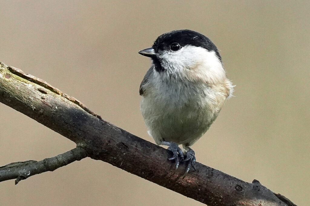 Sumpfmeise bei er Vogelbeobachtung in unserem Garten in Homburg im Saarland