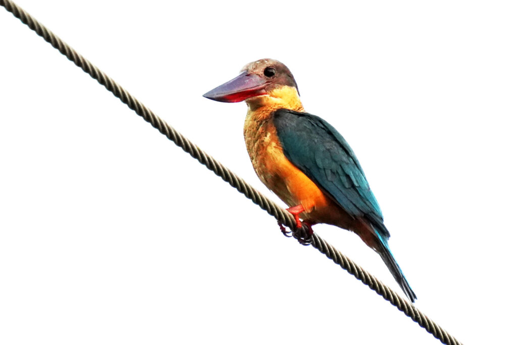 80_indien_kumarakom_tag5_dsc01580