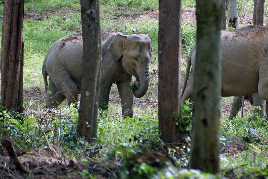 Elefanten im Kui Buri Nationalpark in Thailand