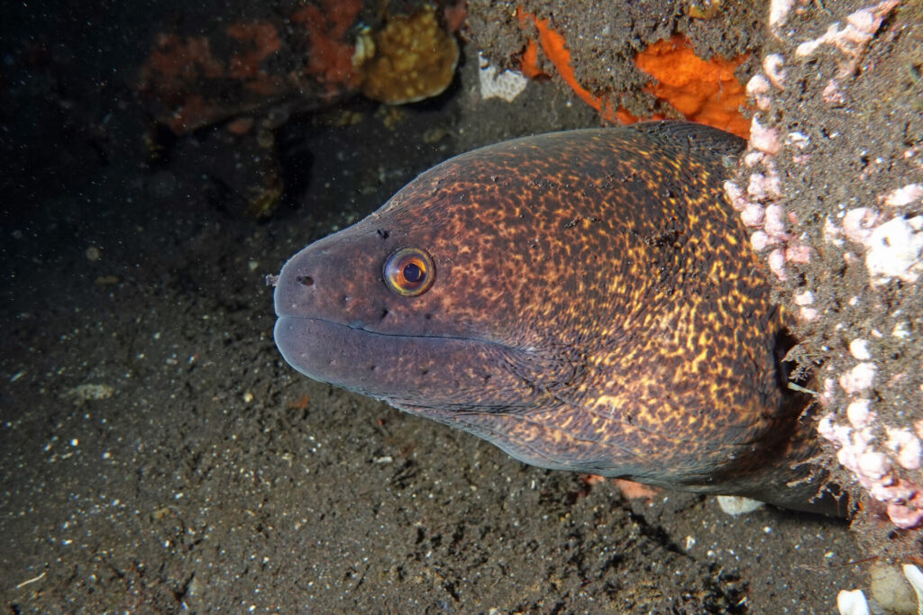 90_bali_tulamben_drop off_dsc00932