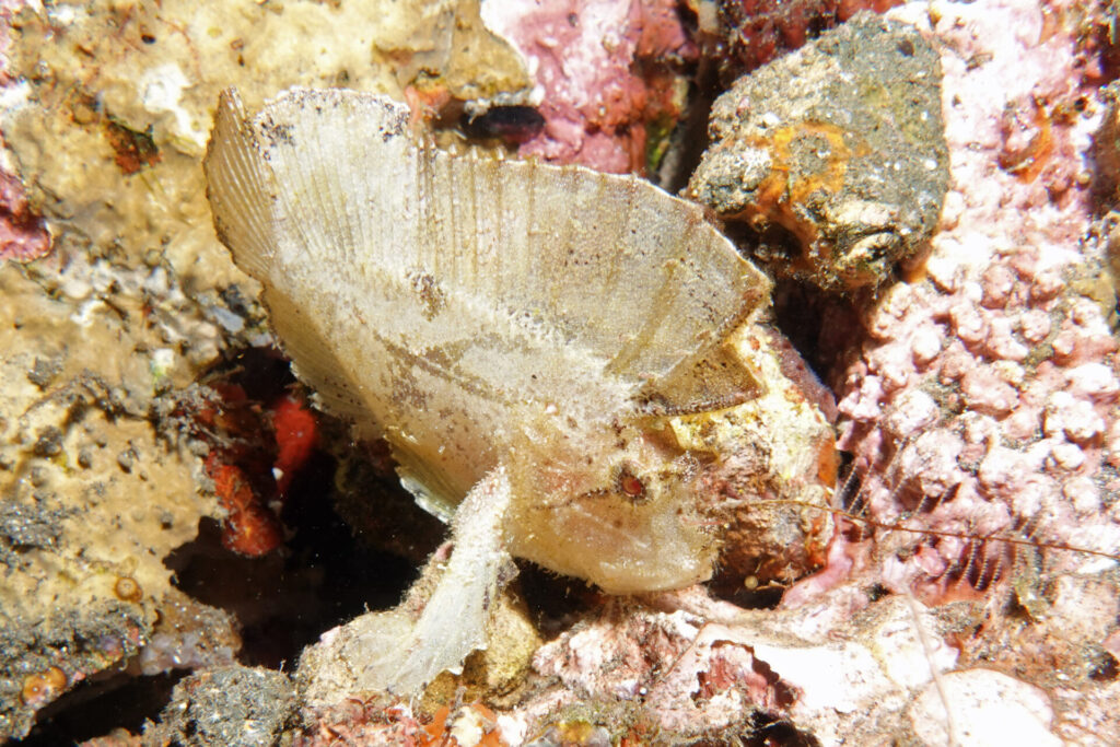 90_bali_tulamben_drop-off_dsc00943