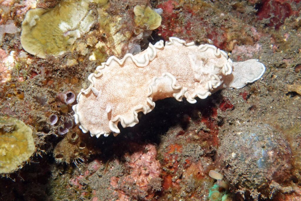 90_bali_tulamben_drop-off_dsc00951