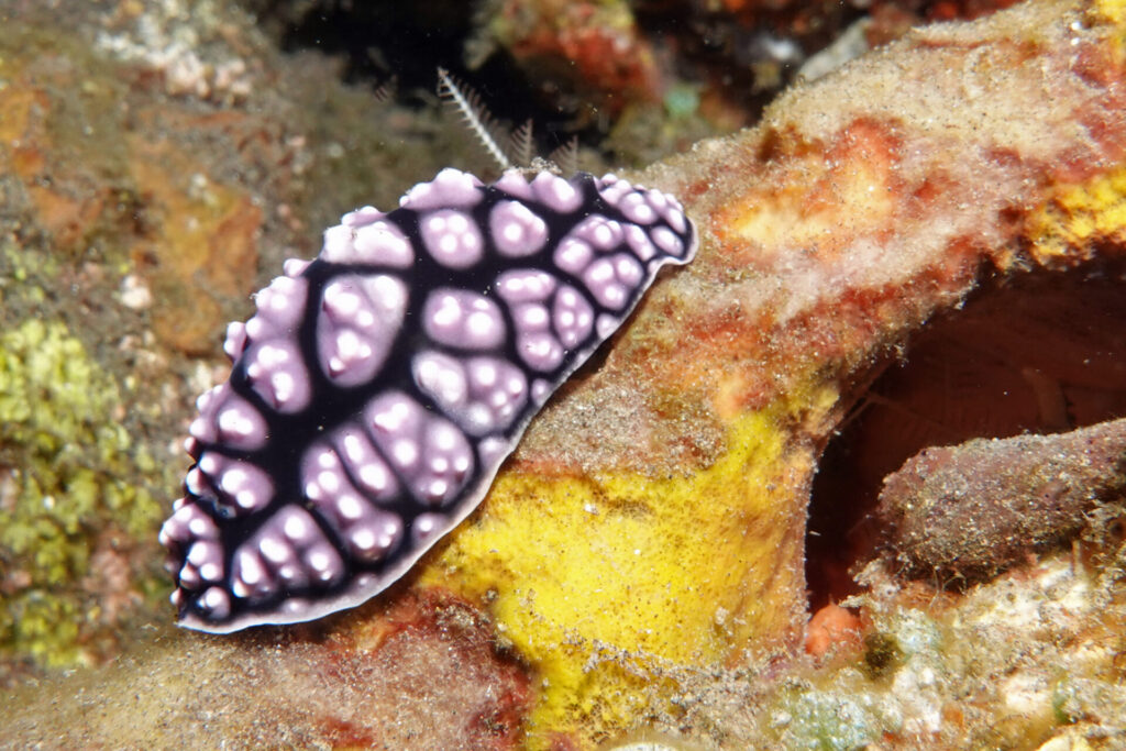 90_bali_tulamben_drop-off_dsc00952