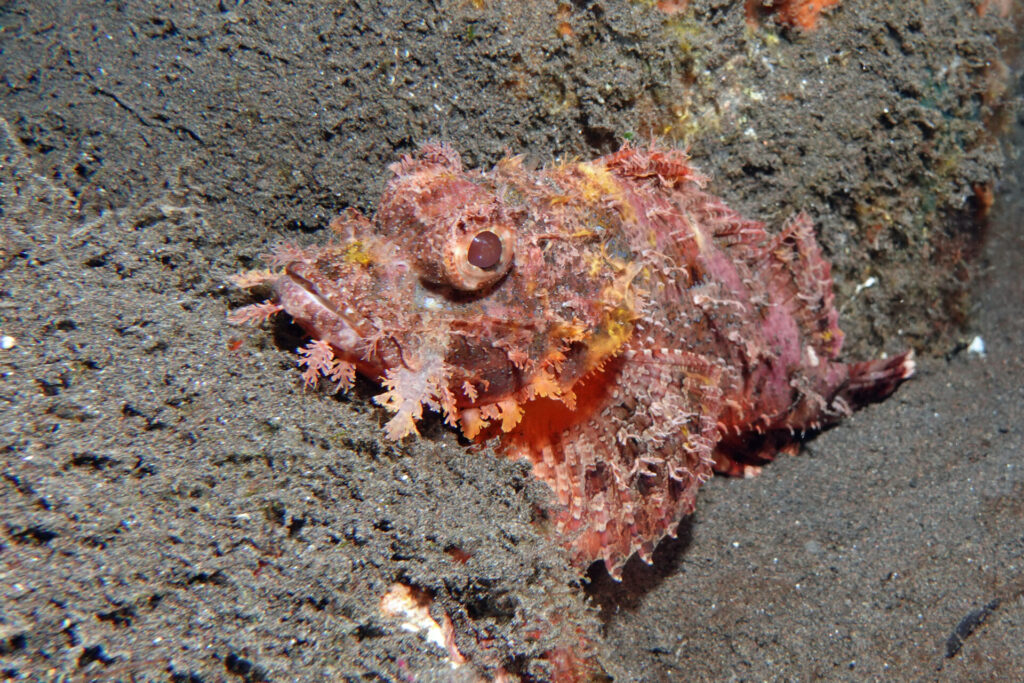 90_bali_tulamben_drop-off_dsc00954