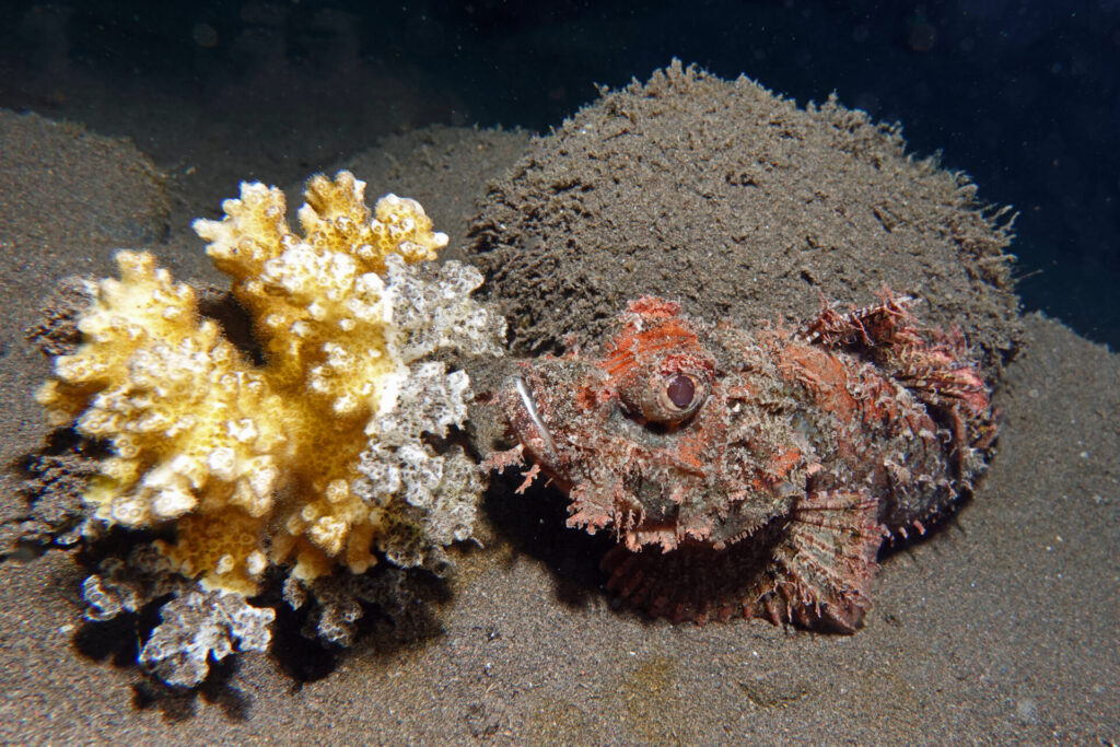 90_bali_tulamben_drop-off_dsc00961