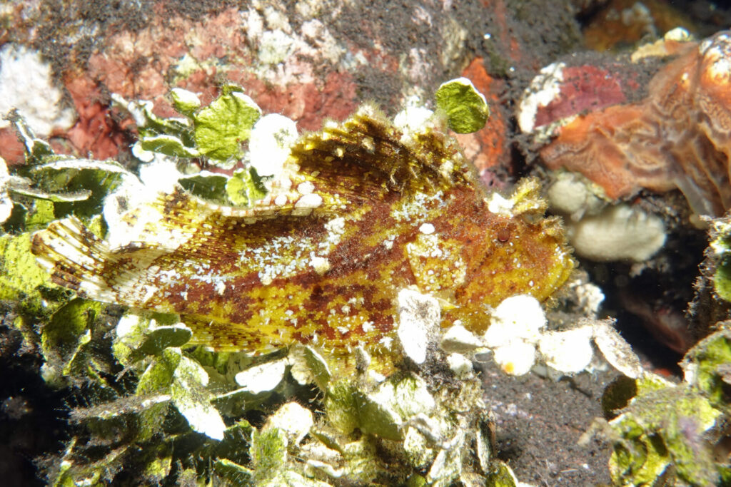 90_bali_tulamben_drop-off_dsc00962
