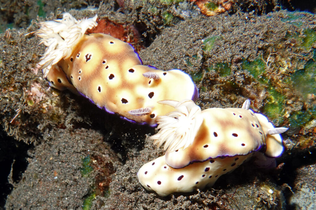 90_bali_tulamben_drop-off_dsc00966