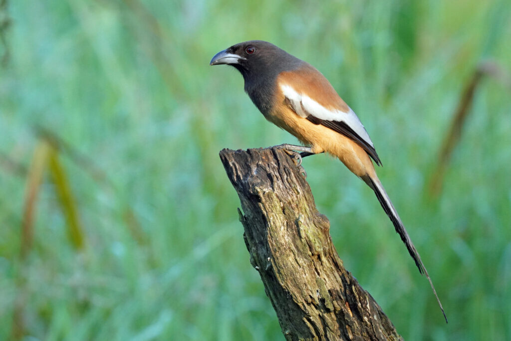 90_indien_thattekad_tag6_dsc01781