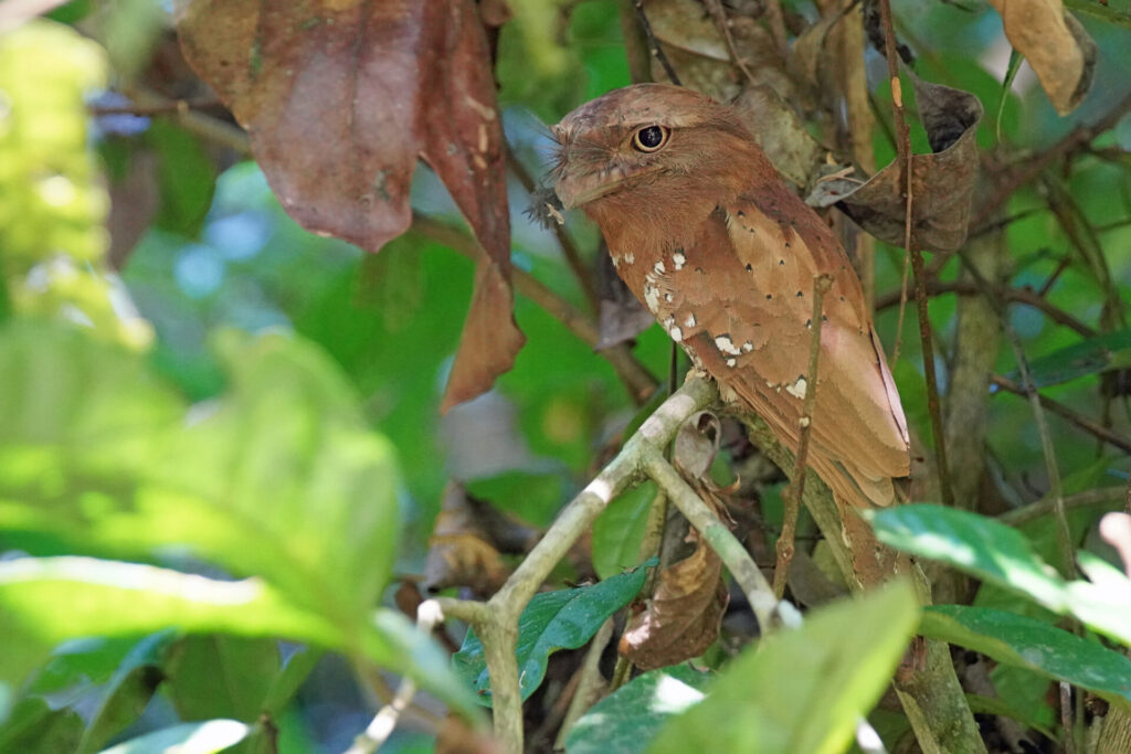 90_indien_thattekad_tag6_dsc02133