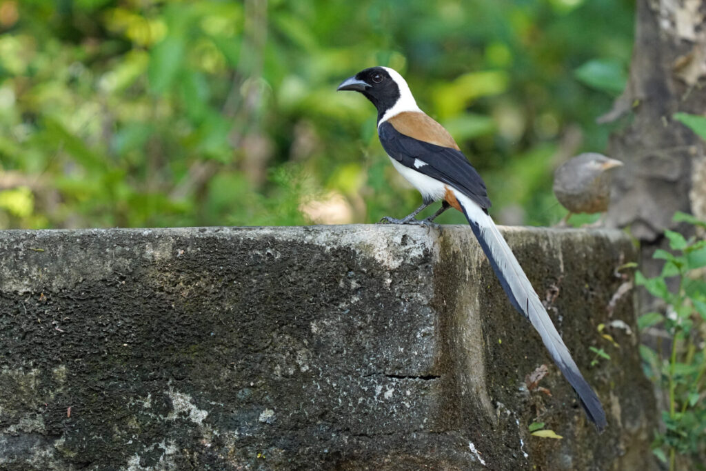 90_indien_thattekad_tag6_dsc02278