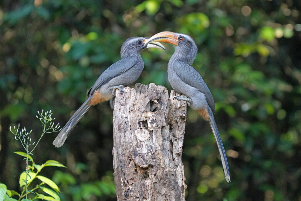 90_indien_thattekad_tag6_dsc02454