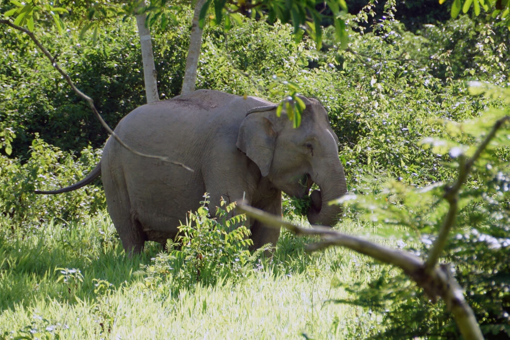 Elefant im Kui Buri Nationalpark in Thailand