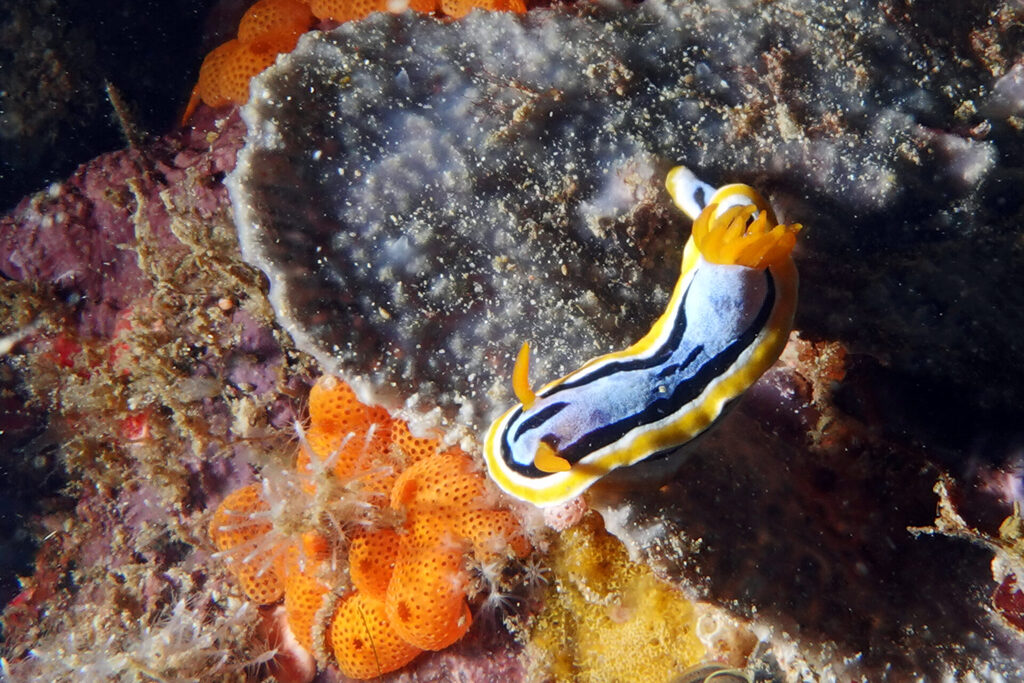 Tauchen_Bangka_Sulawesi_dsc02198