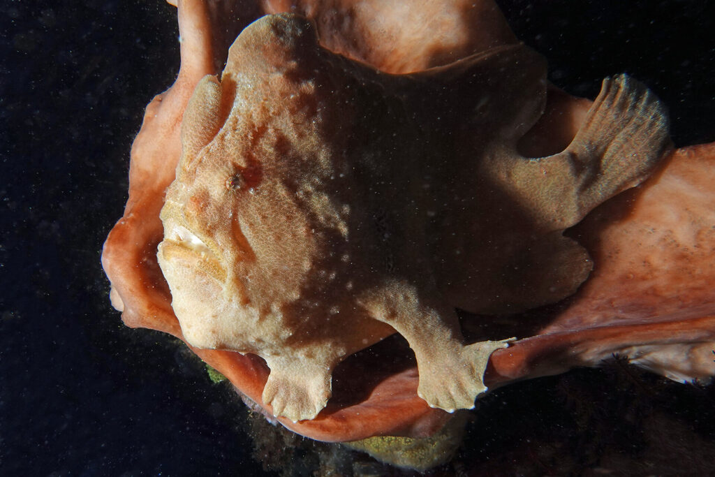 Anglerfisch beim Tauchen um Bangka Island in Sulawesi
