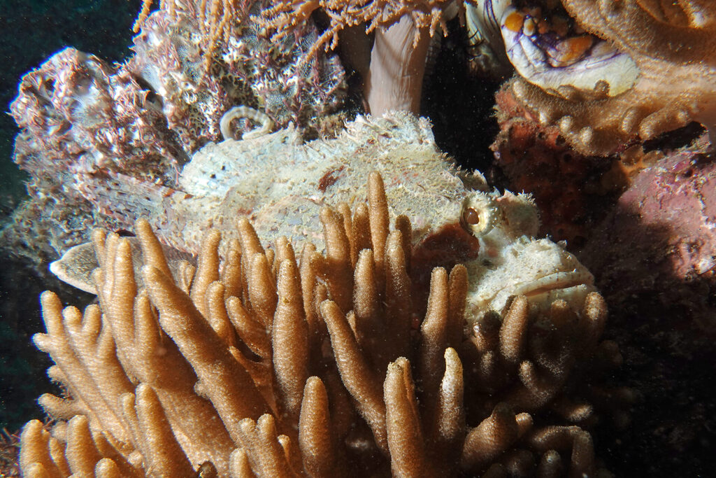 Tauchen_Bangka_Sulawesi_dsc02209