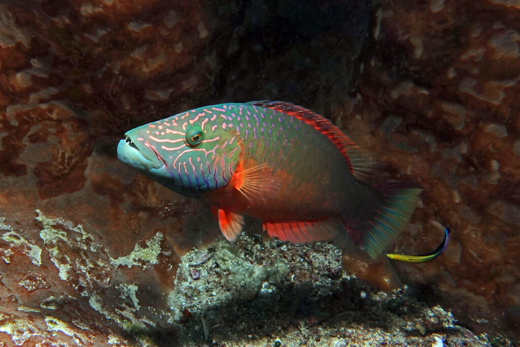 Tauchen_Bangka_Sulawesi_dsc02241