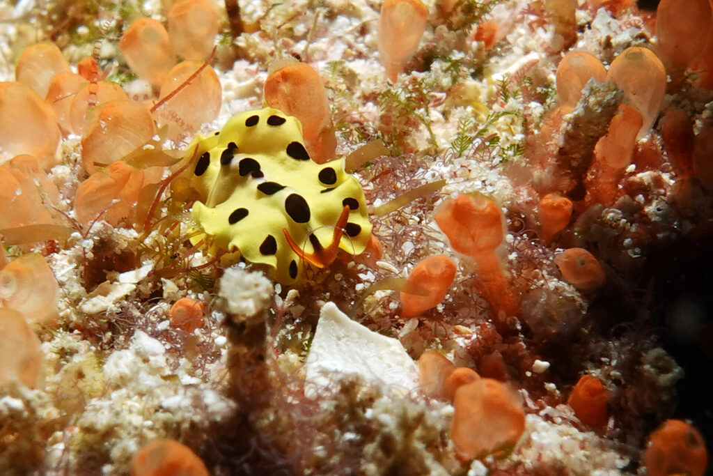 Tauchen_Bangka_Sulawesi_dsc02243