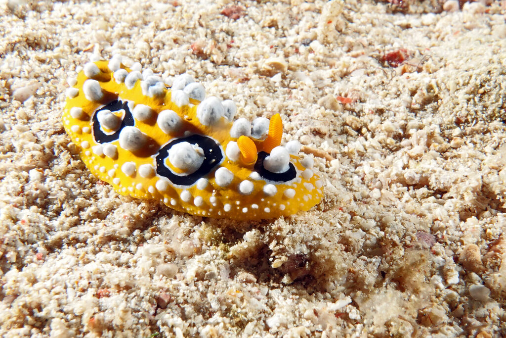 Tauchen_Bangka_Sulawesi_dsc02263