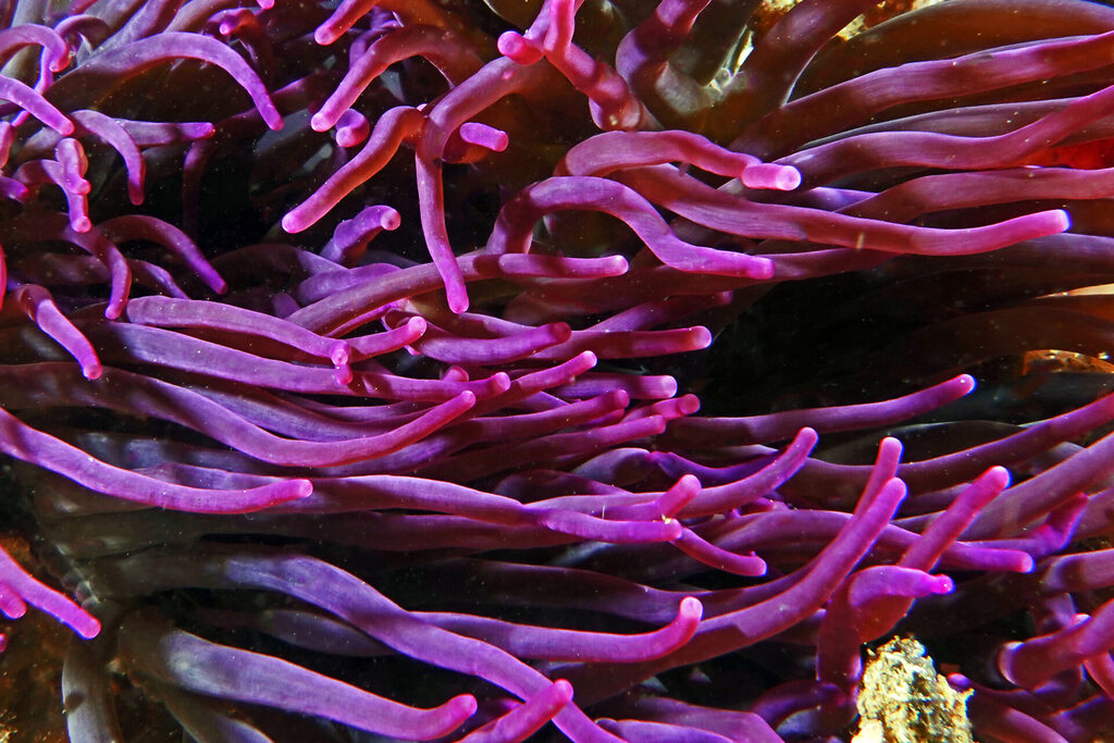 Anemonen beim Tauchen um Bangka Island im Norden von Sulawesi