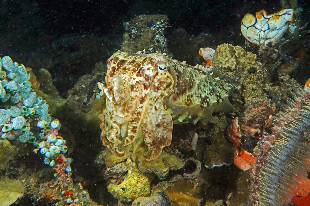 Tauchen_Bangka_Sulawesi_dsc02278