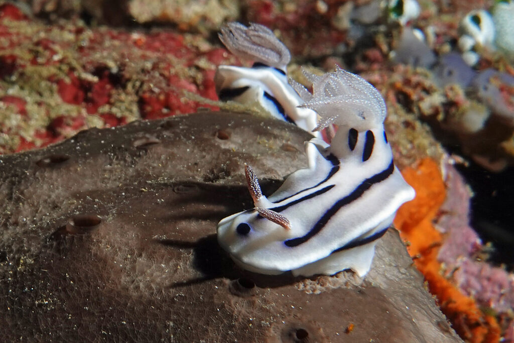 Tauchen_Bangka_Sulawesi_dsc02291