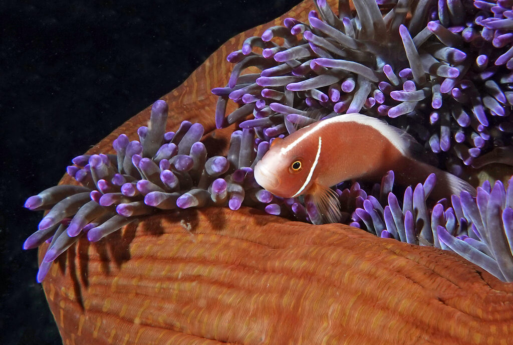 Anemonenfisch beim Tauchen um Bangka Island in Sulawesi