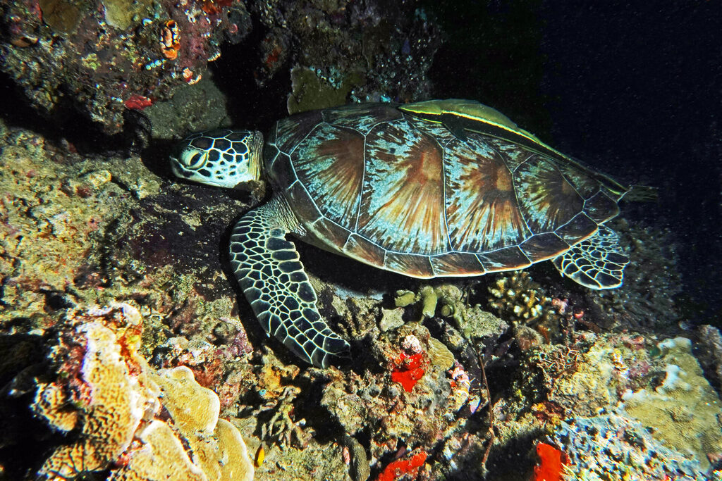 Tauchen_Bangka_Sulawesi_dsc02330