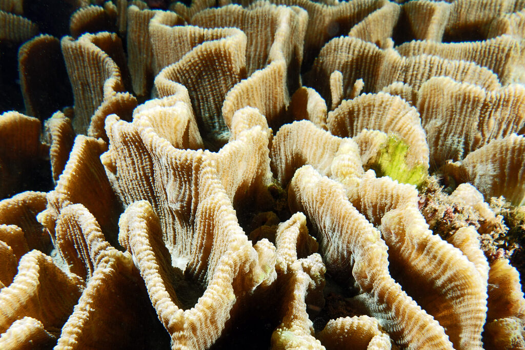 Hartkorallen beim Tauchen um Bangka Island im Norden von Sulawesi