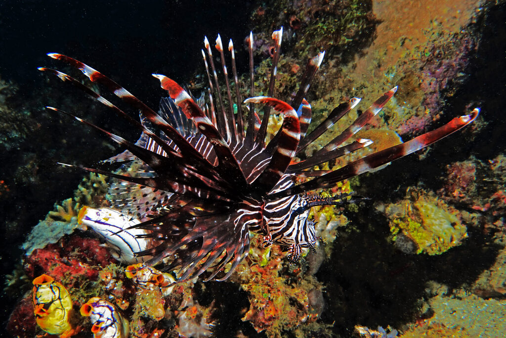 Tauchen_Bangka_Sulawesi_dsc02356