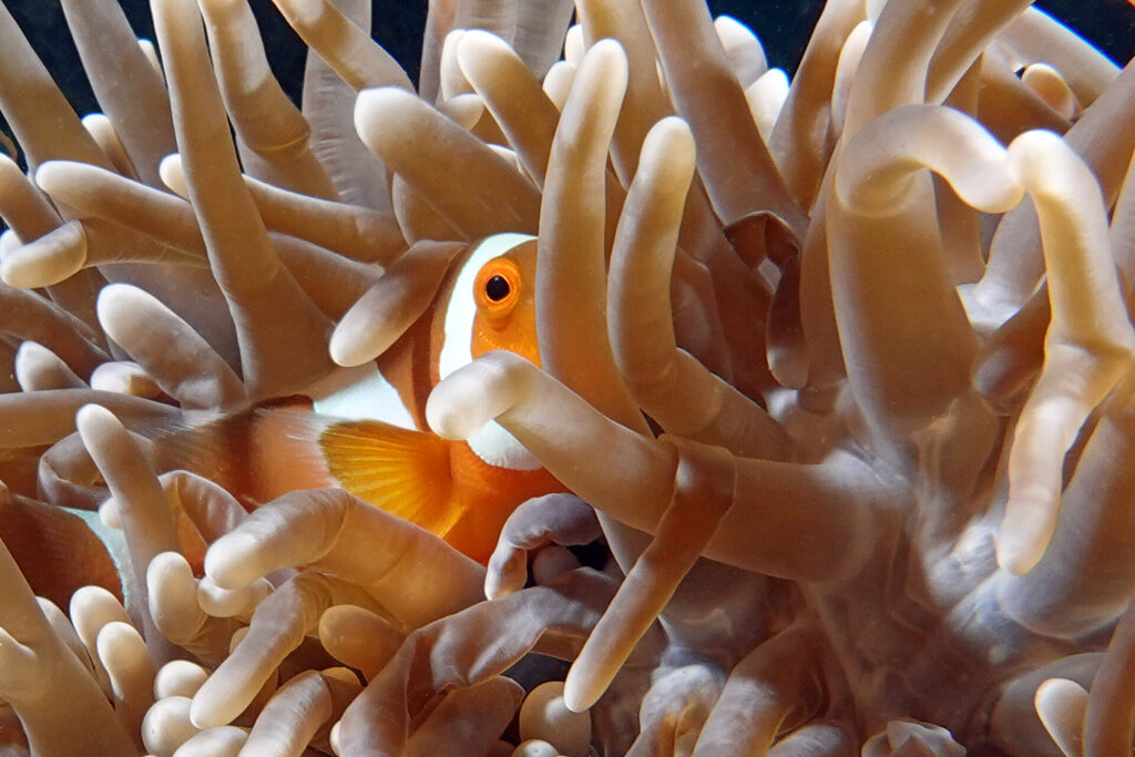 Clownfisch in Anemonen beim Tauchen um Bangka Island im Norden von Sulawesi