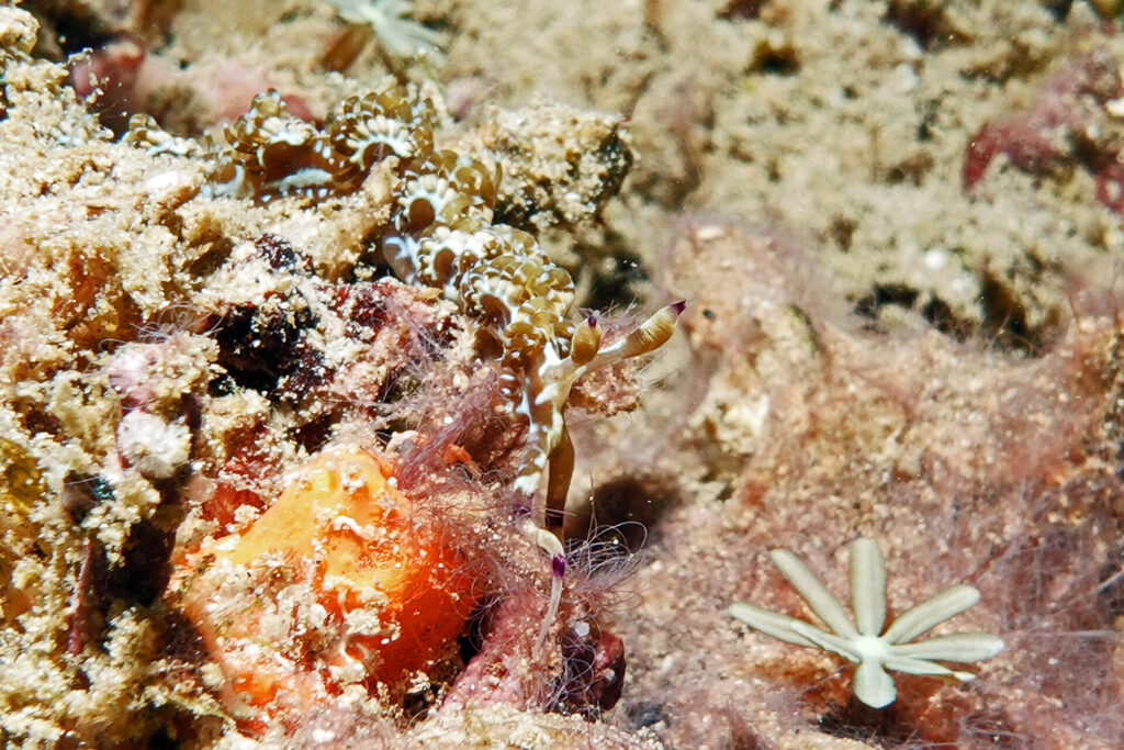 Tauchen_Bangka_Sulawesi_dsc02400
