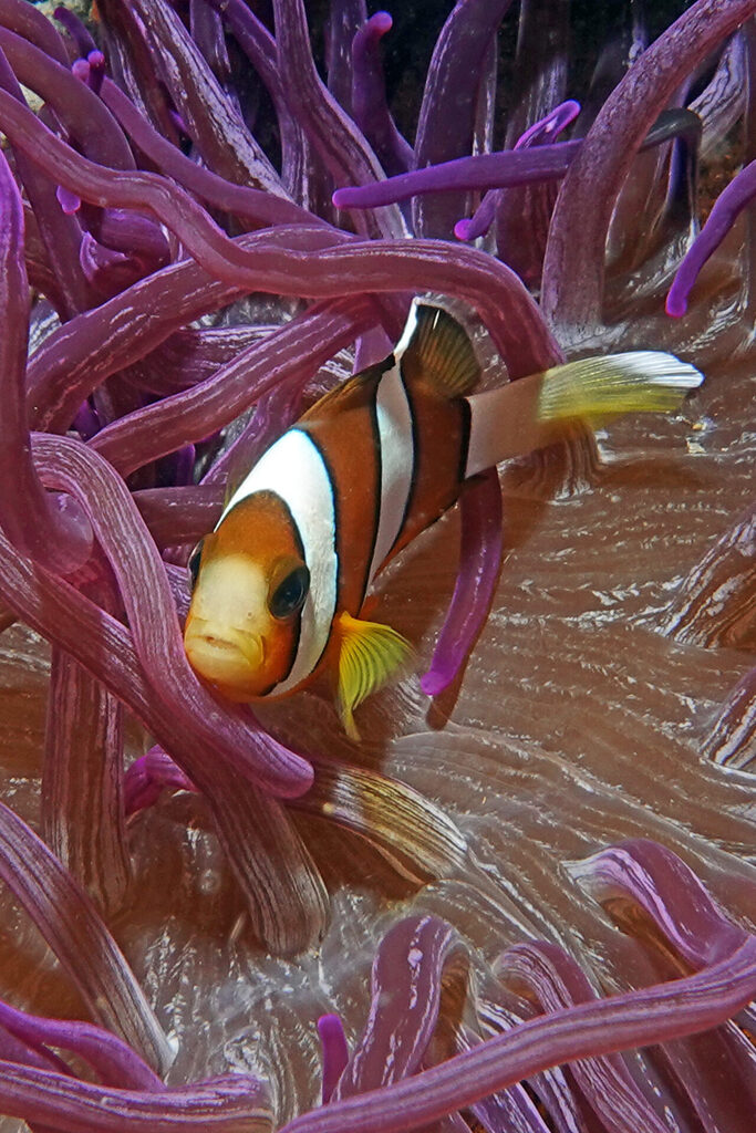 Anemonenfisch beim Tauchen um Bangka Island in Sulawesi