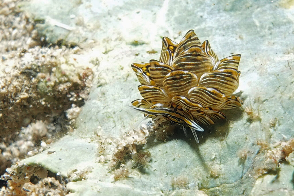 Die Schmetterlingsnacktschnecke: Cyerce nigra, oder auch „Tiger Butterfly Seaslug“